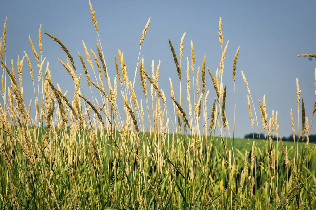 Alberta Separatist Leader Dismisses 'Slopaganda' Concerns Amid Rising YouTube Influence