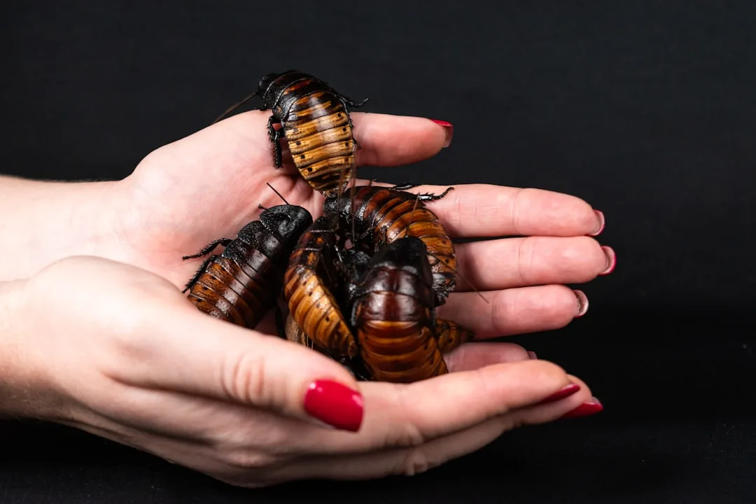 Exotic Cockroach Seizure in Bathurst: A Deep Dive into the Unusual Incident