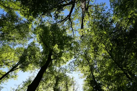 Forest Carbon Storage Potential May Be Overestimated, Study Finds